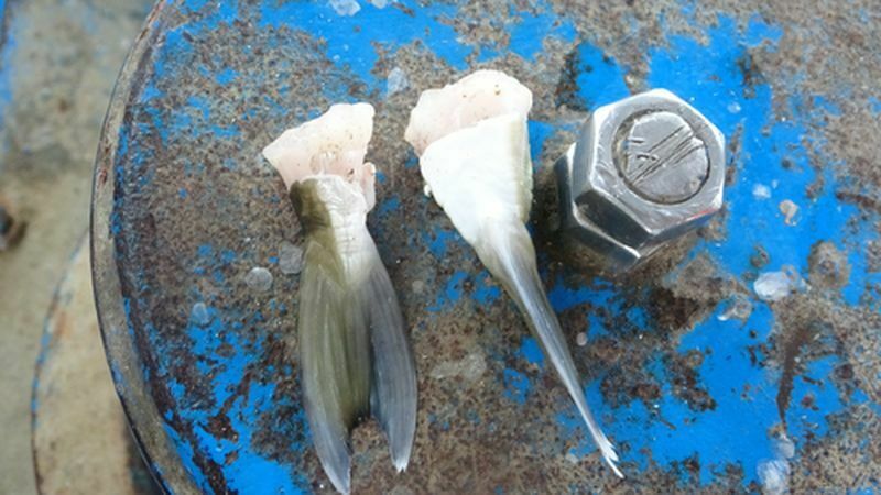 Mersinli Balıkçılar Balon Balığı Teşviklerinden Memnun (2) Result