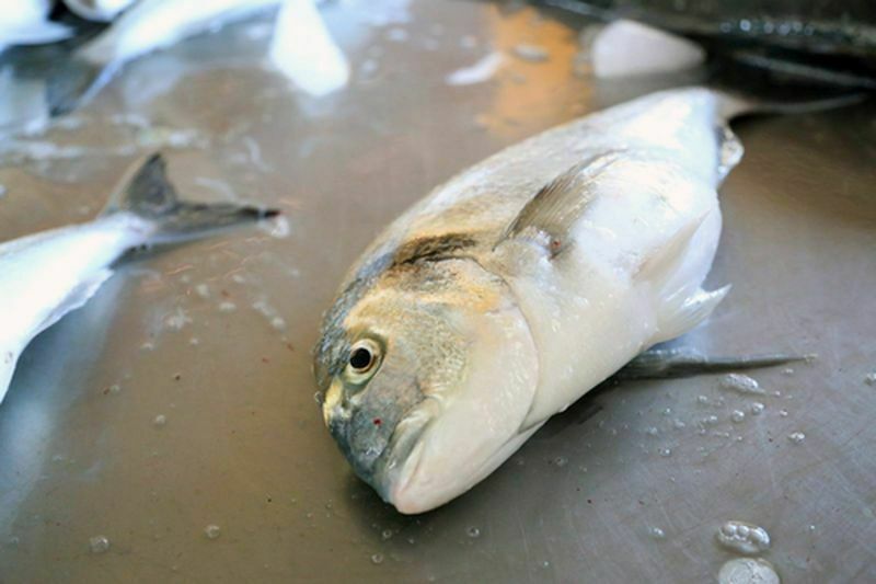 Milas'ta Toprak Havuz Balık Yetiştiricilerine Geka Desteği (5) Result