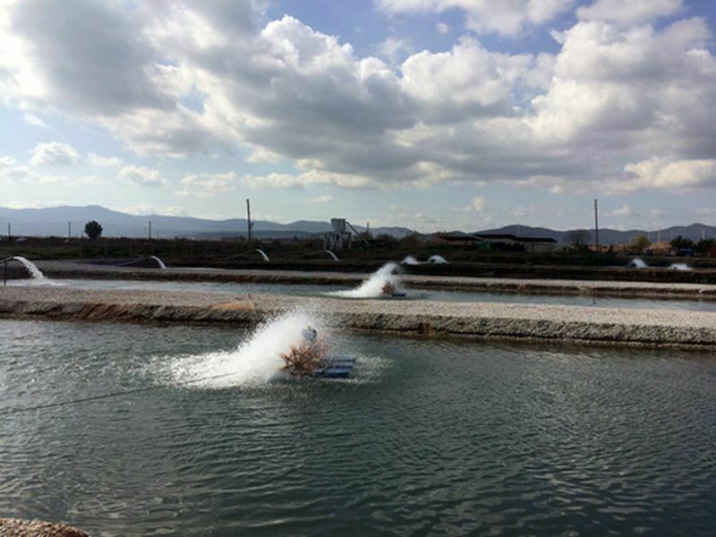 Milas'ta Toprak Havuz Balık Yetiştiricilerine Geka Desteği (6) Result