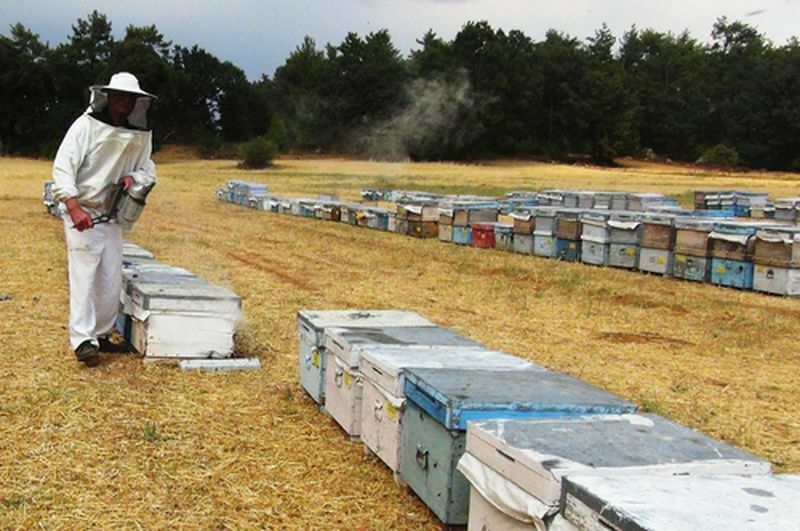 Muğla'da Hayvan Üreticilerine Destek Ödemesi! 67,5 Milyon Bugün Hesaplarda (2) Result