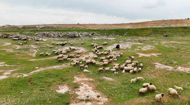 Suruç Koyununun Tescili Için Çalışmalar Başlatıldı (3) Result
