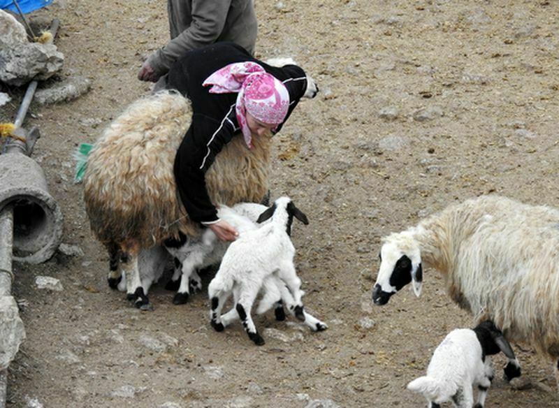 Süt Kuzuları Anneleriyle Günde 2 Kez Kavuşuyor  (3) Result