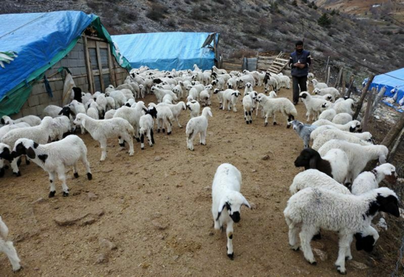 Süt Kuzuları Anneleriyle Günde 2 Kez Kavuşuyor  (4) Result