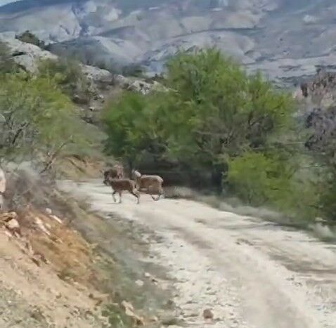 Elazığ'da koruma altındaki dağ keçileri Yedigözü köyünde görüldü