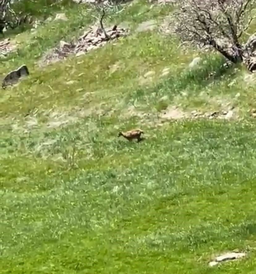 Elazığ'da nesli tehlike altındaki dağ keçileri kameralara yansıdı