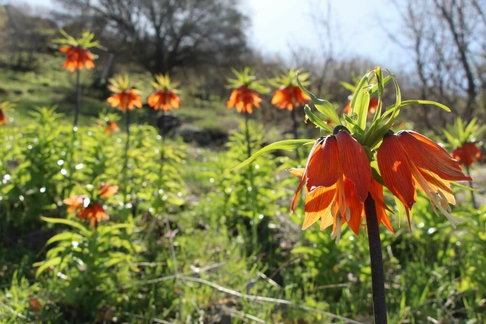 Bingöl dağlarında ters lalelerin gösterisi başladı