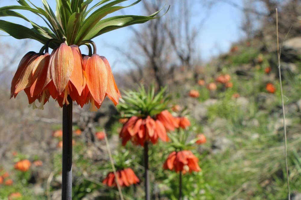 Bingöl dağlarında ters lalelerin gösterisi başladı