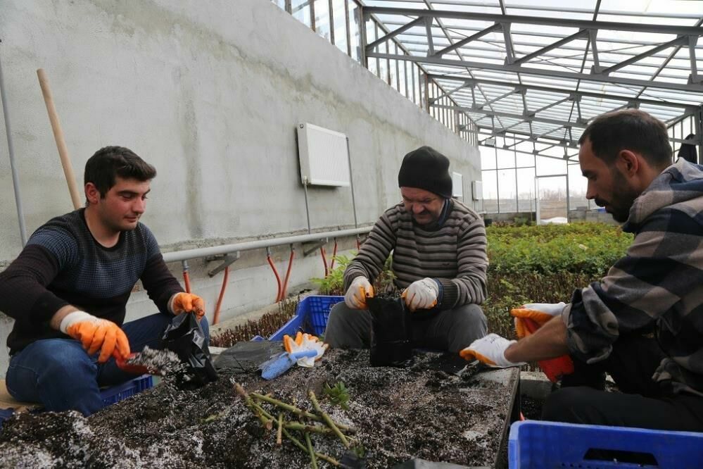 Erzincan’da Park ve Bahçeler Müdürlüğü kendi gülünü üretiyor