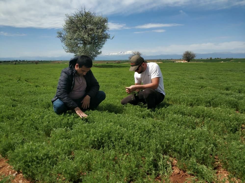 Beyşehir'de arpa yaprak yanıklığı hastalığı tespit ediildi