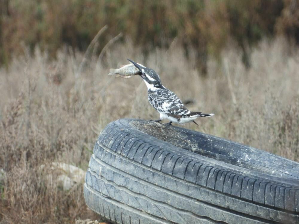 Samandağ’da alaca yalıçapkını balık avıyla görüntülendi