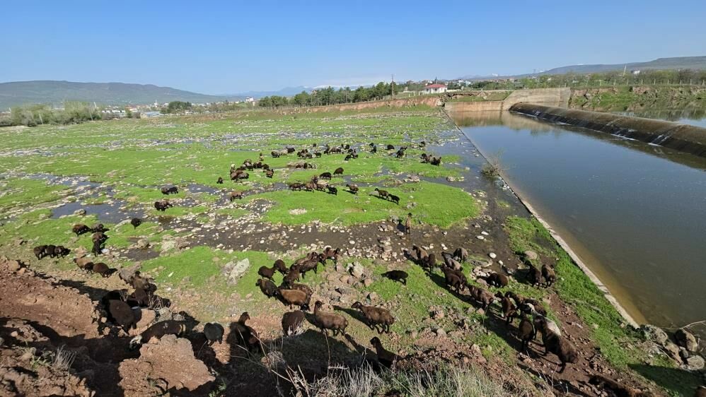 Elazığ’da baharın gelişiyle hayvanları yaylalara taşıdı