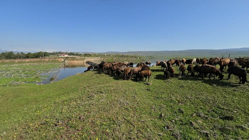 Elazığ’da baharın gelişiyle hayvanları yaylalara taşıdı