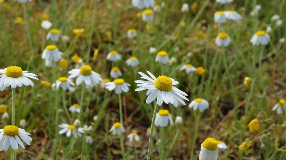Kırklareli’nde papatyalar baharın müjdecisi olarak tarlaları süslüyor