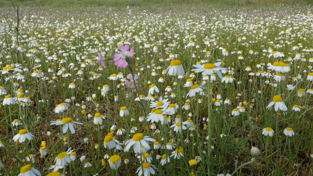 Kırklareli’nde papatyalar baharın müjdecisi olarak tarlaları süslüyor