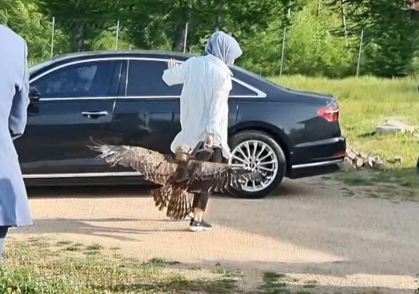 Sinop'ta doğaya salınan kartal kadına saldırdı