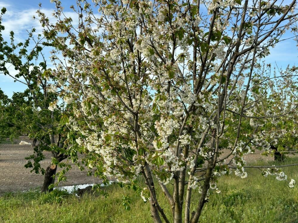 Kuşadası’nın kiraz bahçeleri baharın müjdecisi olarak erken çiçek açtı