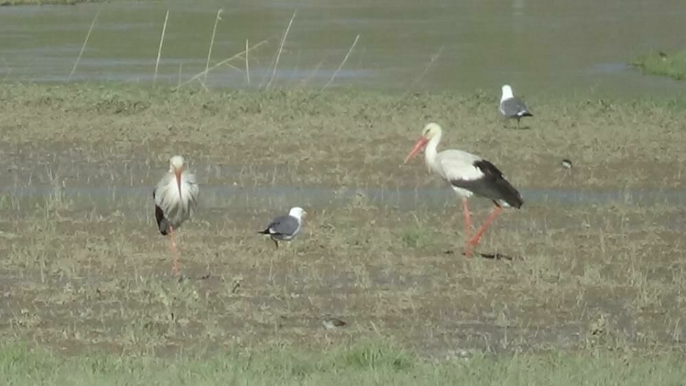 Van Gölü'nde yağışlarla birlikte Karasu Çayı eski günlerine döndü