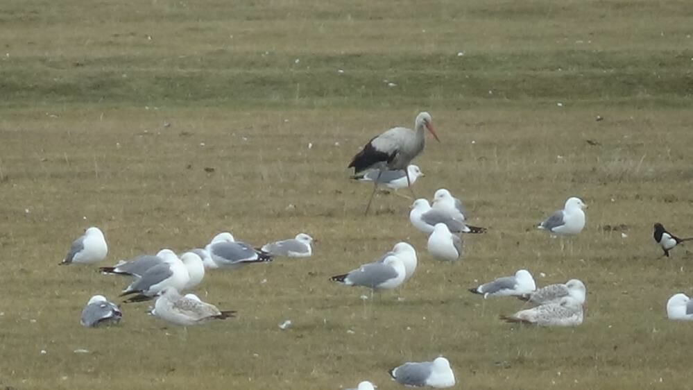 Van Gölü'nde yağışlarla birlikte Karasu Çayı eski günlerine döndü