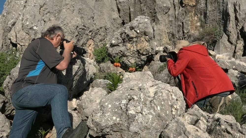 Adıyaman’ın Gerger ilçesi ters lalelerin büyüsü doğaseverleri çekiyor