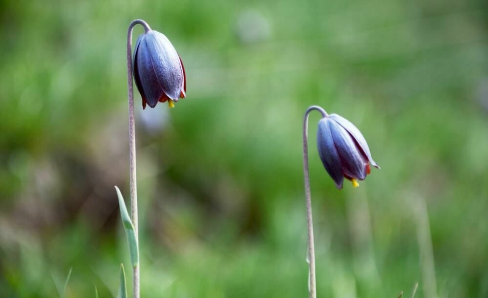 Palandöken Dağı’nın renkli misafiri: Kaf Lalesi doğaseverlerin ilgi odağı oldu