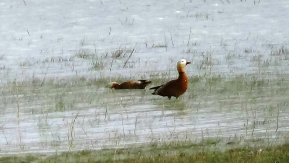 Van'ın Özalp ilçesindeki Akgöl yeniden canlanıyor