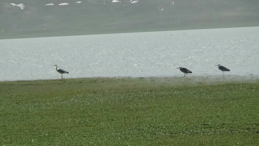 Van'ın Özalp ilçesindeki Akgöl yeniden canlanıyor