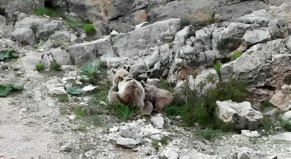 Tunceli'de anne ayı ve yavruları dron ile görüntülendi