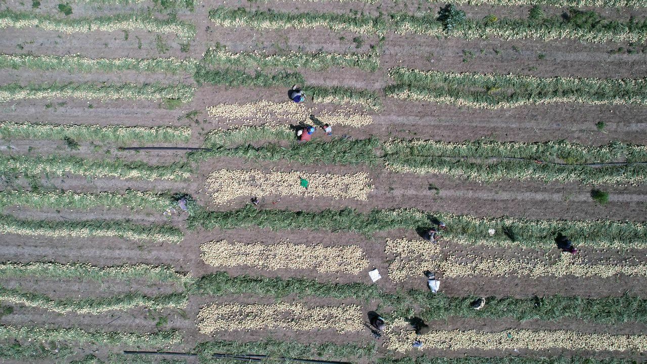 Adana'da Soğan Hasadı Başladı! Soğan Fiyatları Düşecek Mi (4) Result