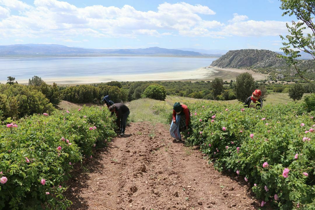 A A 20240509 34509866 34509851 K U R U M A T E H D I D I A L T I N D A K I B U R D U R G O L U C E V R E S I N D E S U V E R I M L I L I G I I C I N G U L Y E T I S T I R I L I Y O R Result