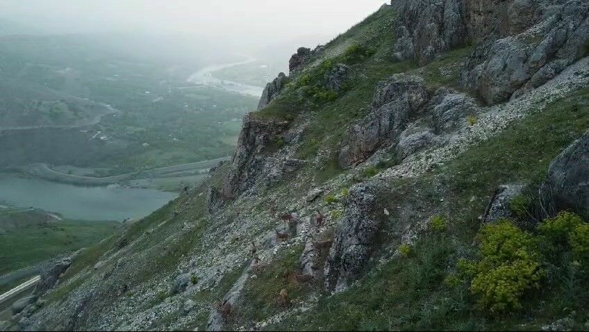 Elazığ'da koruma altındaki dağ keçileri Palu Kalesi'nde görüntülendi