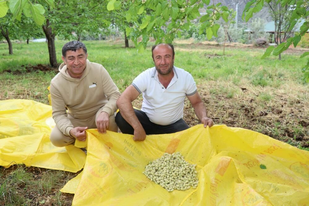 Erzurum’un meyve bahçesi: Ayvalı Mahallesi’nde üç mevsim bir arada yaşanıyor