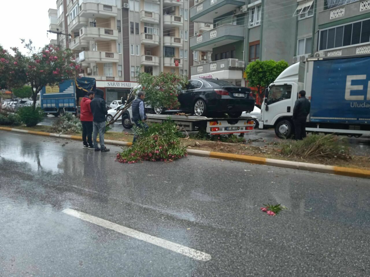 Alanya'da otomobil refüje çıkıp ağaçları devirdi