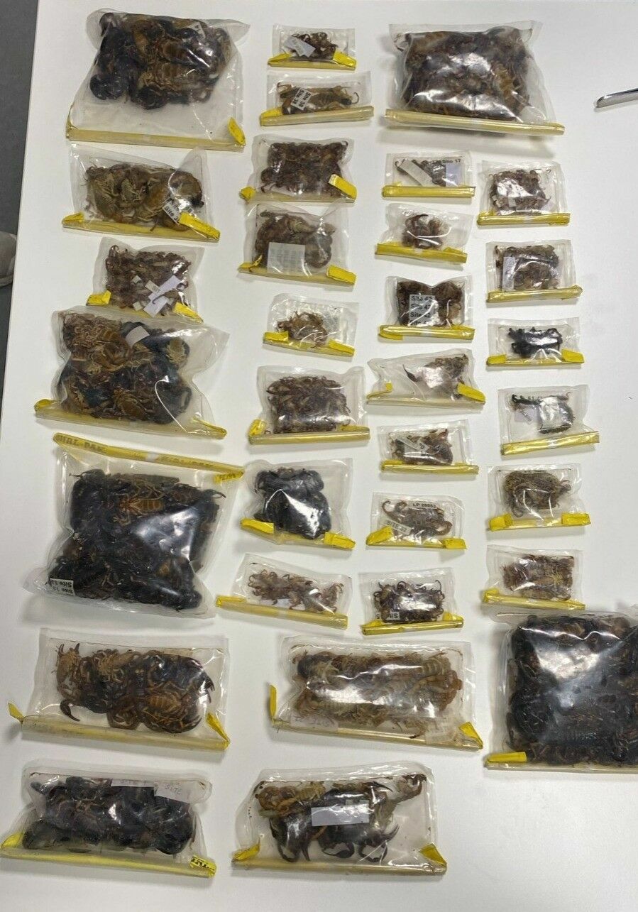 Abd'li Müze Müdürü Tarantula Ve Akrep Kaçakçılığı Yaparken Yakalandı3