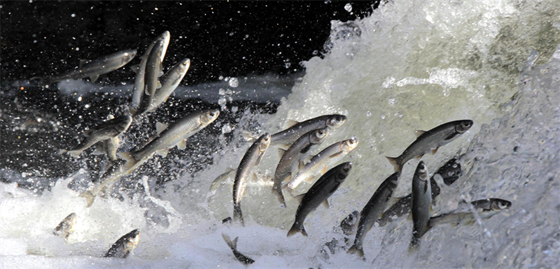 15.04.2022 Av Yasağı