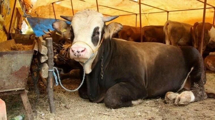Fiyatlar ortaya çıktı: Kurbanlıklar bu bayram el yakacak!