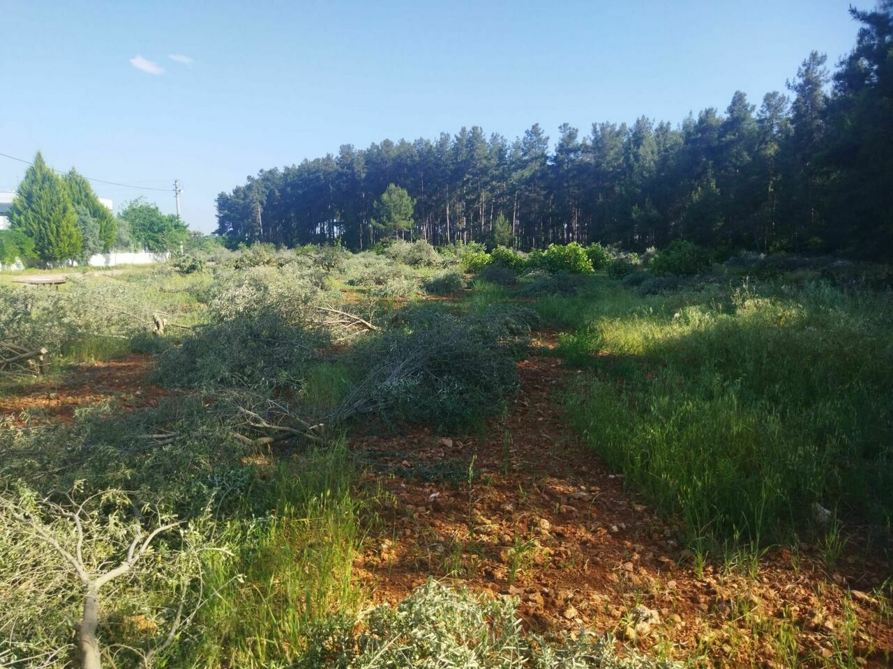 Döşemealtı'nda ağaç katliamı: Dalında çiçeği ile kestiler!