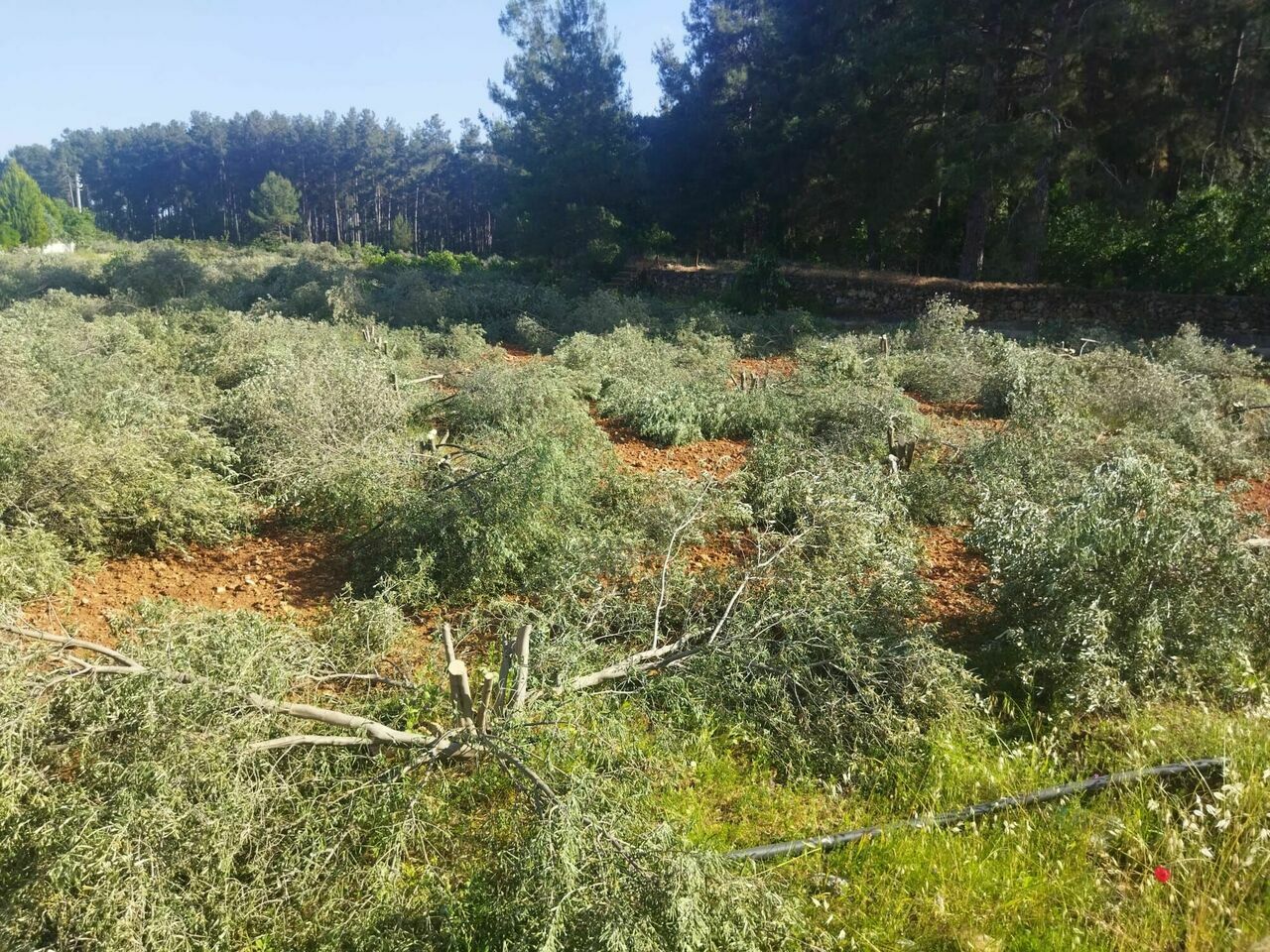 Döşemealtı'nda ağaç katliamı: Dalında çiçeği ile kestiler!