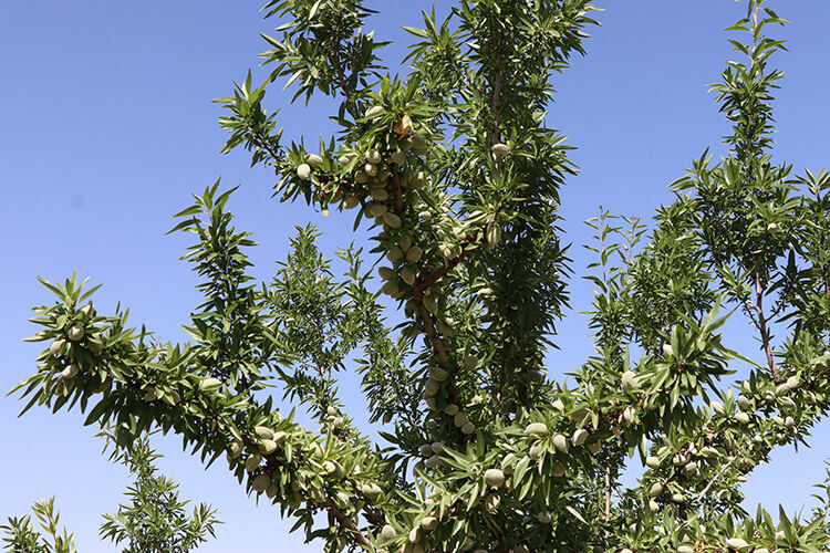 Elazığ'da 5 yılda 200 bini aşkın badem fidanı toprağa dikildi