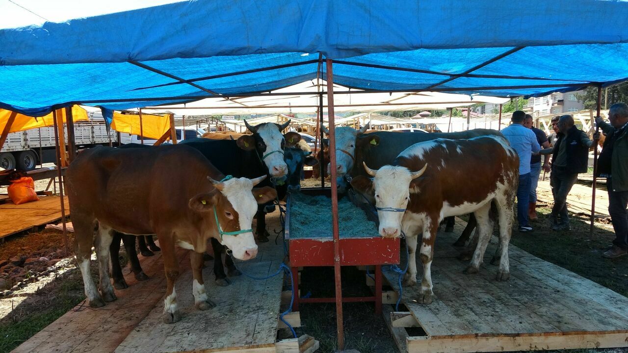 Kurban pazarlarında fiyatlar yükselirken pazarlıklar sürüyor