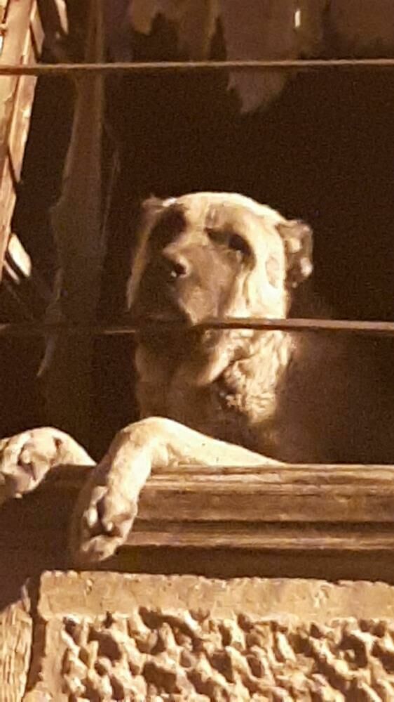 Kangal Cinsi Köpek Harabe Binada Hapsedilmiş Halde Bulundu2