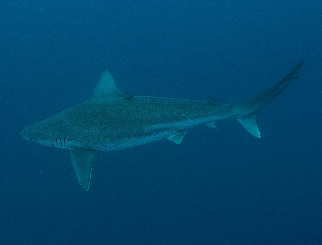 İskenderun'da nesli tehlikede olan Kum Köpek Balıkları kameralara yansıdı