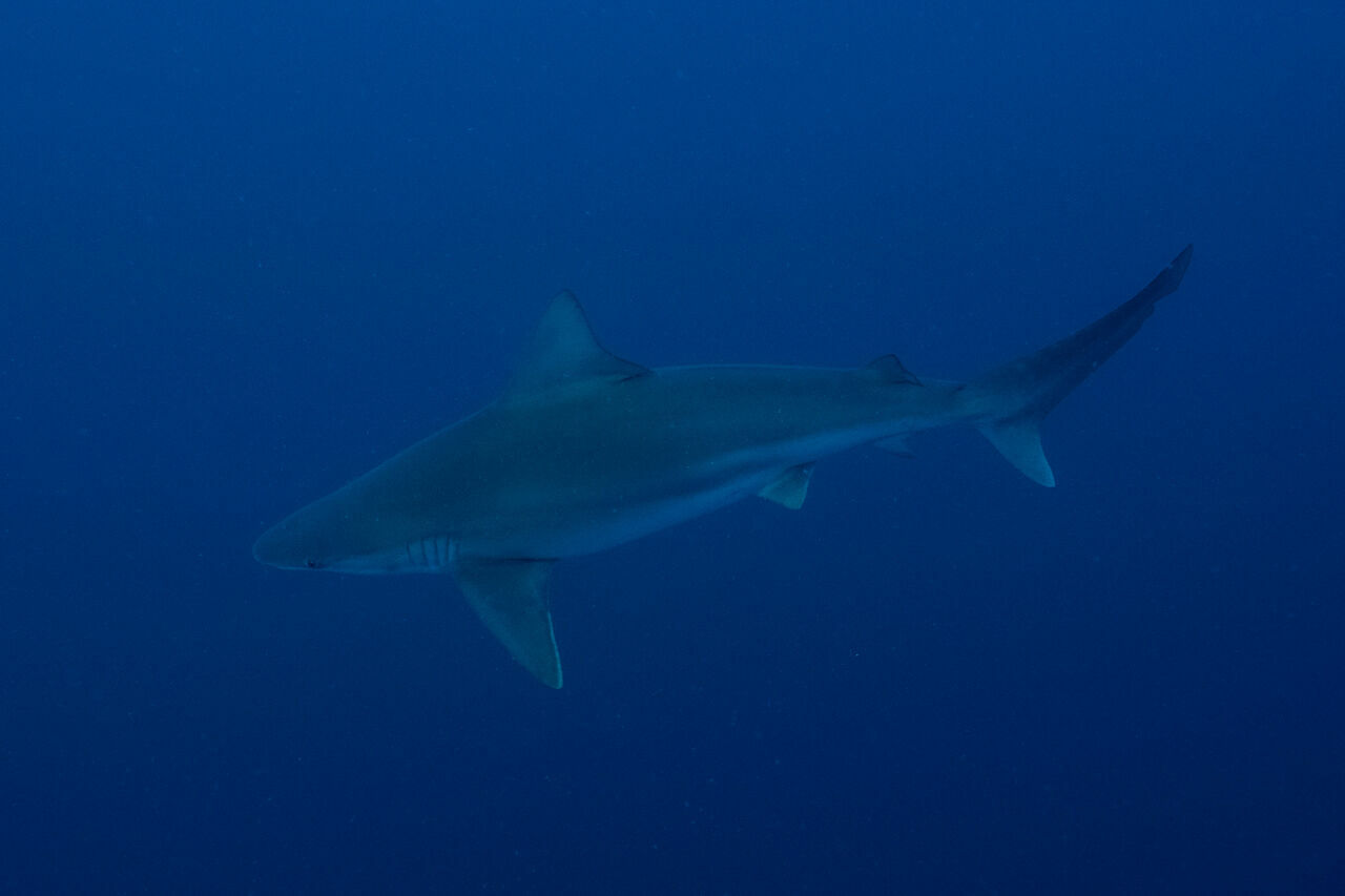 İskenderun'da nesli tehlikede olan Kum Köpek Balıkları kameralara yansıdı