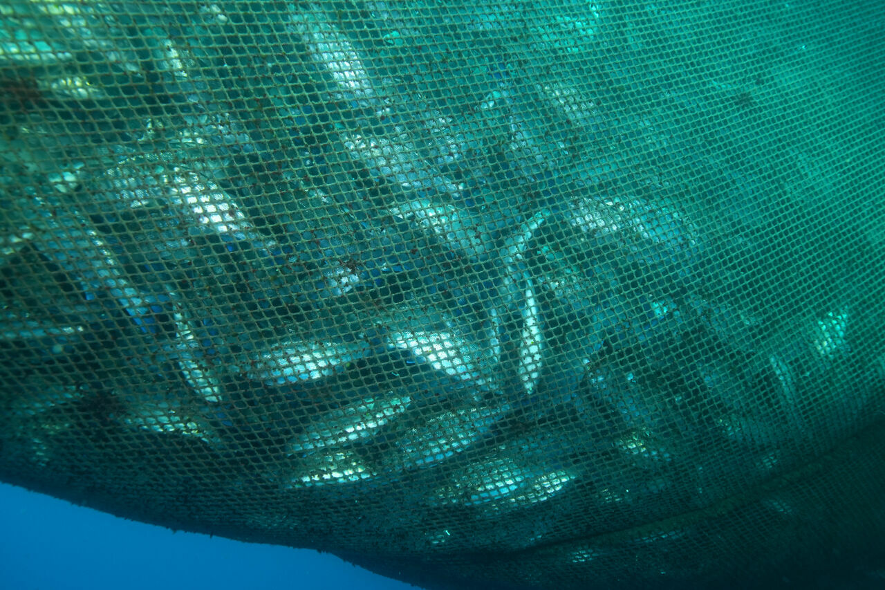 İskenderun'da nesli tehlikede olan Kum Köpek Balıkları kameralara yansıdı