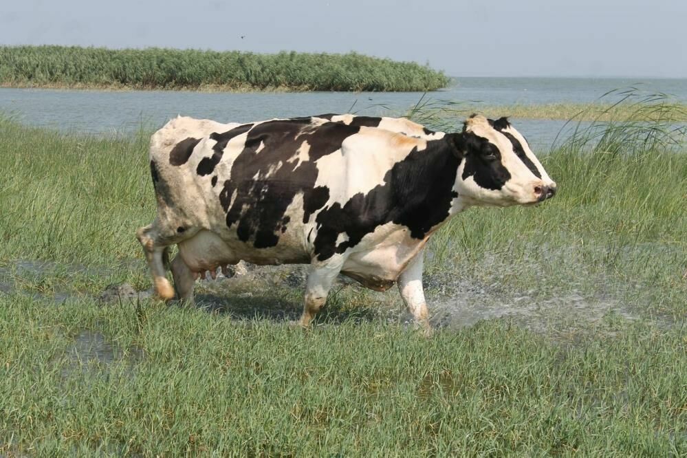 Balıkesir'de süt inekleri sıcak havadan dolayı gölde serinliyor