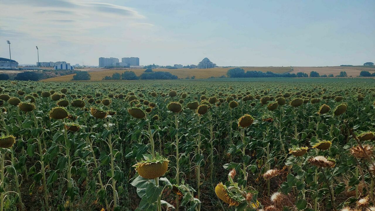 Ayçiçeği kuraklığa meydan okuyor