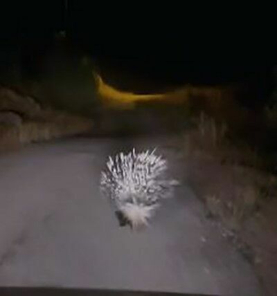 Elazığ’da nesli tükenme tehlikesi altındaki Oklu Kirpi kameralara yansıdı