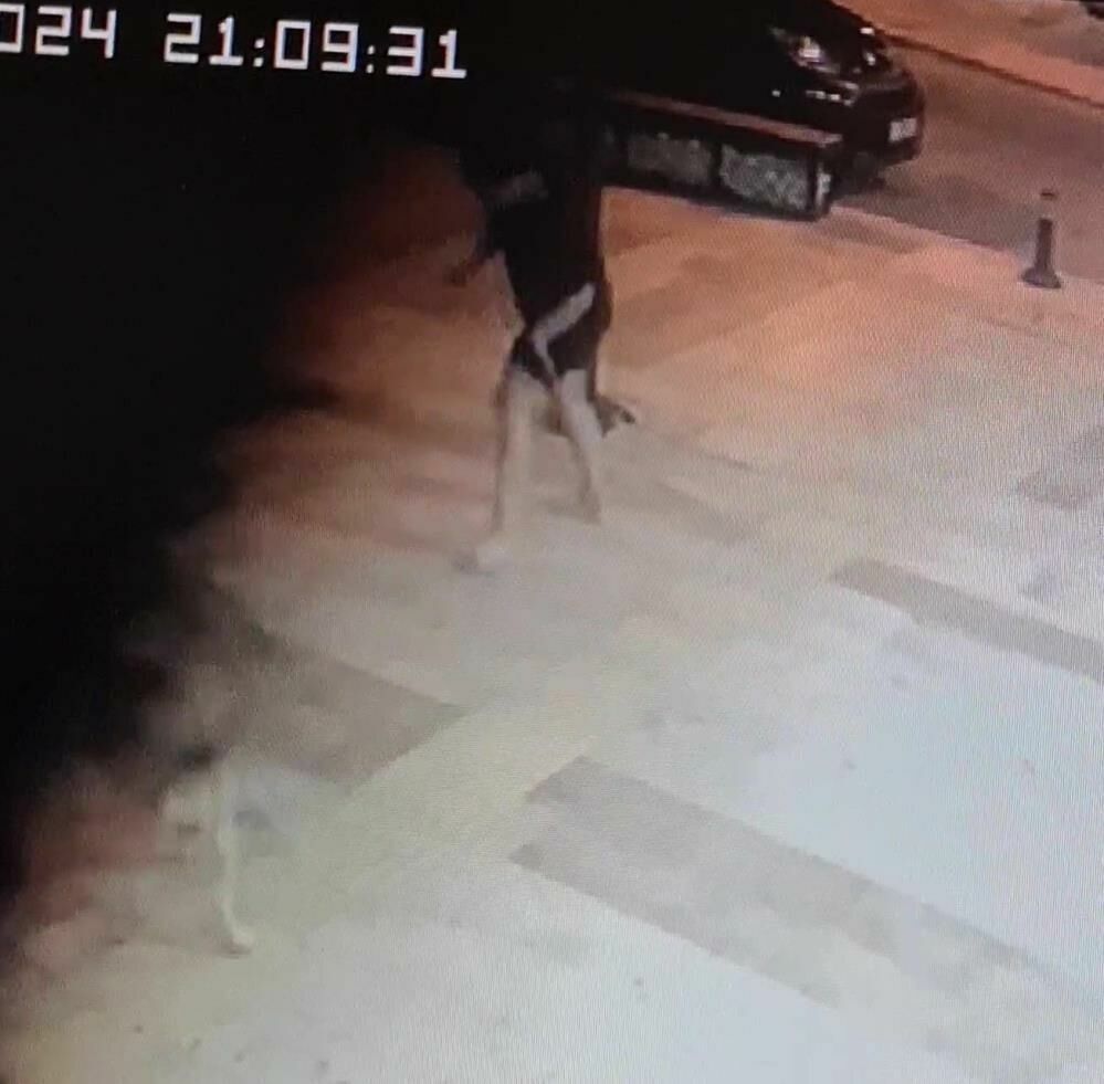 Antalya'da sokak köpekleri genç kadına saldırdı
