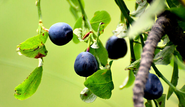 Kars'ta yaban mersini hasadı başladı 