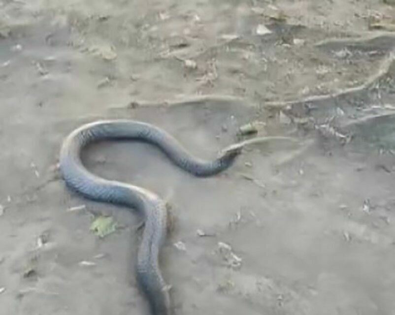 Tunceli'de siyah yılan engerek yılanını yuttu