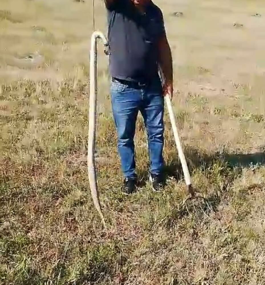 Iğdır'da tekerlek arasına sıkışan 1 metrelik yılan şaşkınlık yarattı